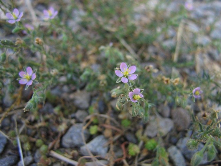 Spergularia rubra